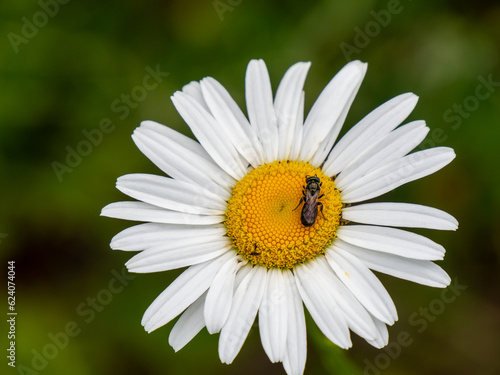 Close-up of a spurred ceratina carpenter bee collecting nectar from a white oxeye daisy flower that is growing in a meadow on a warm summer day in June with a blurred background.