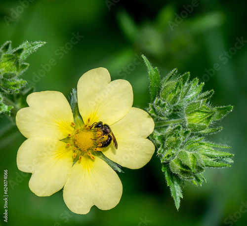 Close-up of a brown-winged sweat bee collecting nectar from the yellow flower on a sulphur cinquefoil plant that is growing in a meadow on a warm summer day in June with a blurred background.