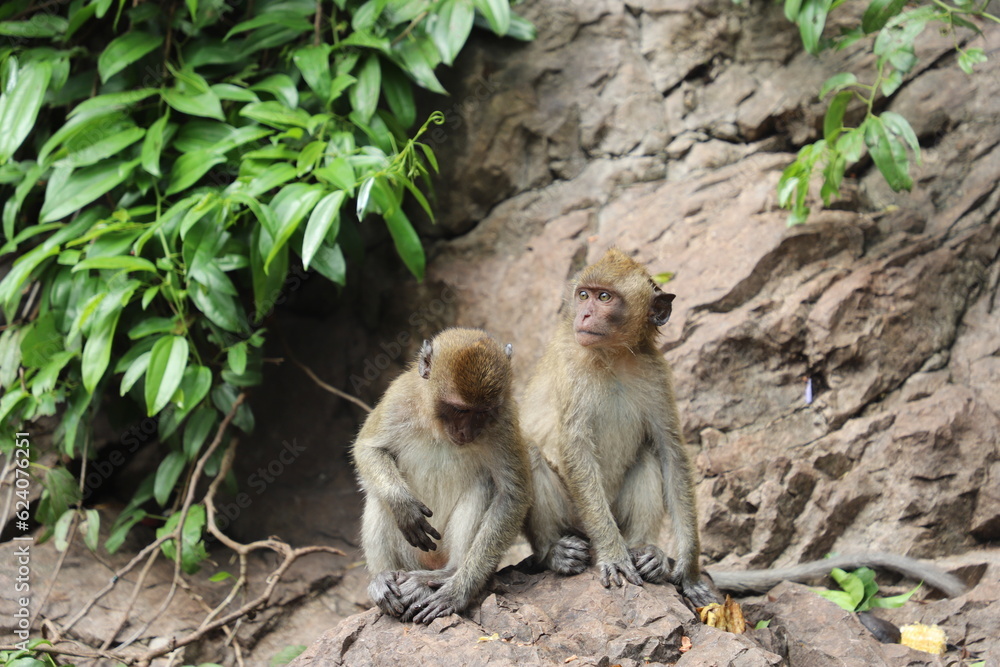 Naklejka premium Macaque juveniles, Thailand