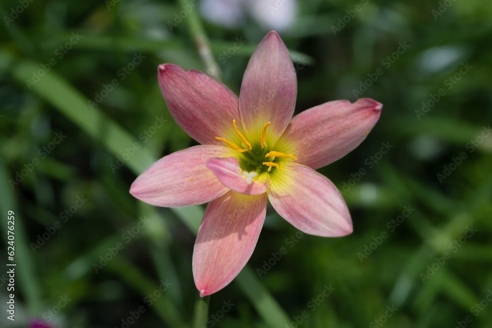 Rain Lily flower in the garden with blur background. Orange Rain Lily Flower.