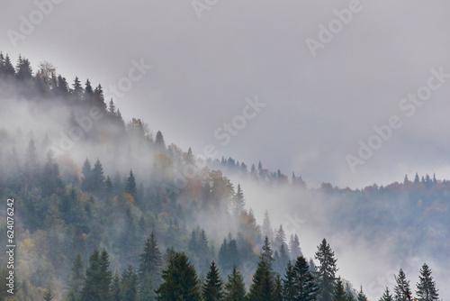 Misty Pines: Majestic Mountain Ridges Enveloped in Fog