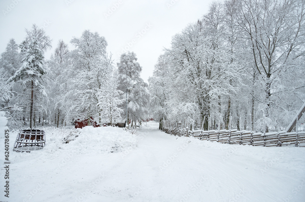 A calm tranquil view of the snow covered trees in the snowdrifts. A beautiful woman in coloured jacket walking through the Magical winter forest. A calm tranquil view of the snow covered trees in the snowdrifts. A beautiful woman in coloured jacket walking through the Magical winter forest.