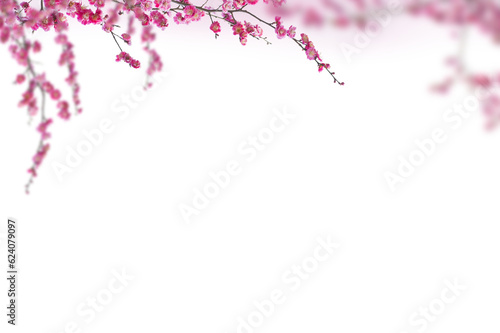 Sakura spring cherry blossom flowers on a tree branch isolated. Branch overlay. Pink white flower on transparent background. © Daria