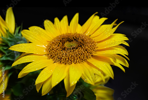 background made of beautiful yellow sunflowers
