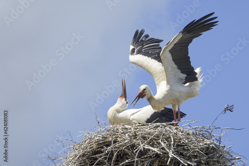 White storks ( Ciconia ciconia ) are preparing for a major migration to Africa in summer.