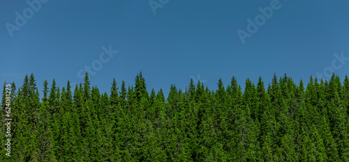 Tannenwald vor blauem Himmel