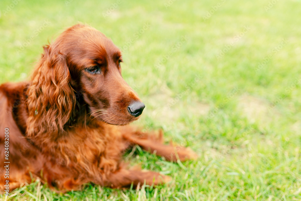 Close up shot of dog nose. Portrait of an adorable irish setter on the grass outdoors