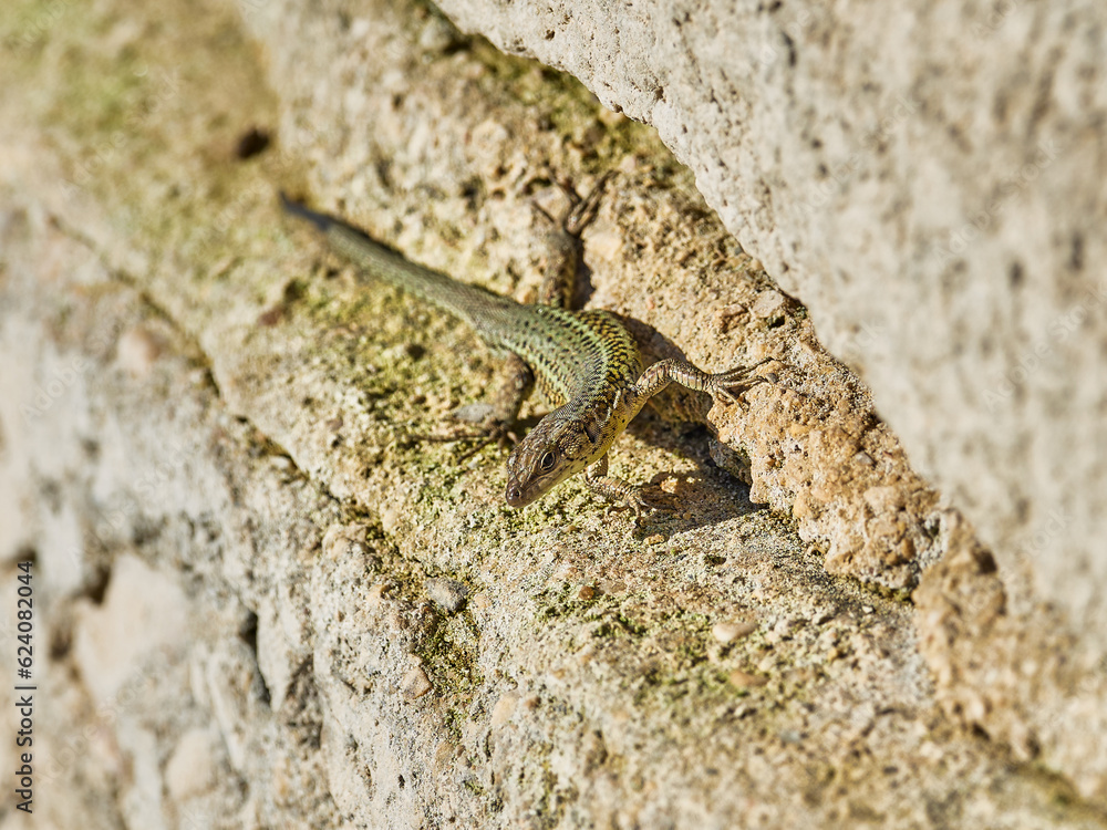 Iberian Lizard, Podarcis hispánica, at the Bellus reservoir, Spain Iberian Lizard, Podarcis hispánica, at the Bellus reservoir, Spain