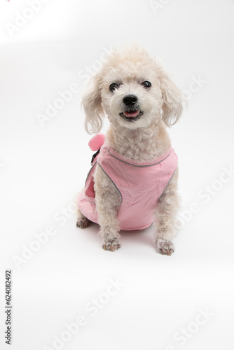 Adorable dog who wear pink shirt is sitting with smile on white background. Adorable dog is small poodle dog.