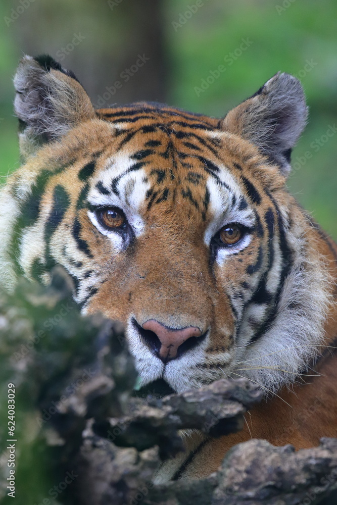 Fototapeta premium SGUARDO DI TIGRE, TIGER LOOK 