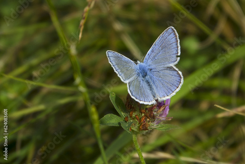 Wallpaper Mural Mountain meadows in the Liptov region of Slovakia are home to many flowers, insects and birds and are now rare. Torontodigital.ca