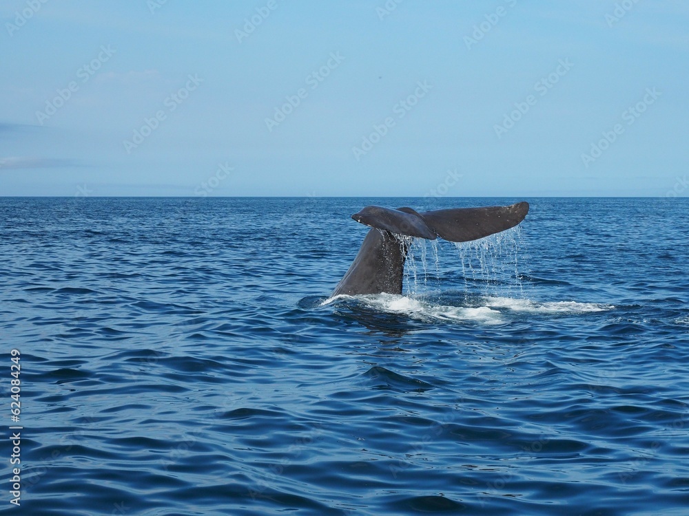 Fototapeta premium 知床のマッコウクジラの潜水