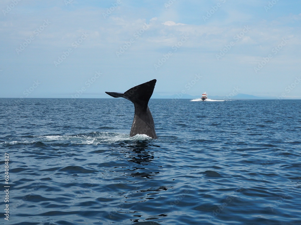 Fototapeta premium 知床のマッコウクジラの潜水