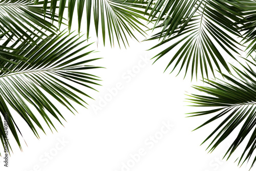 Palm fresh green tropical branches isolated on transparent background, PNG
