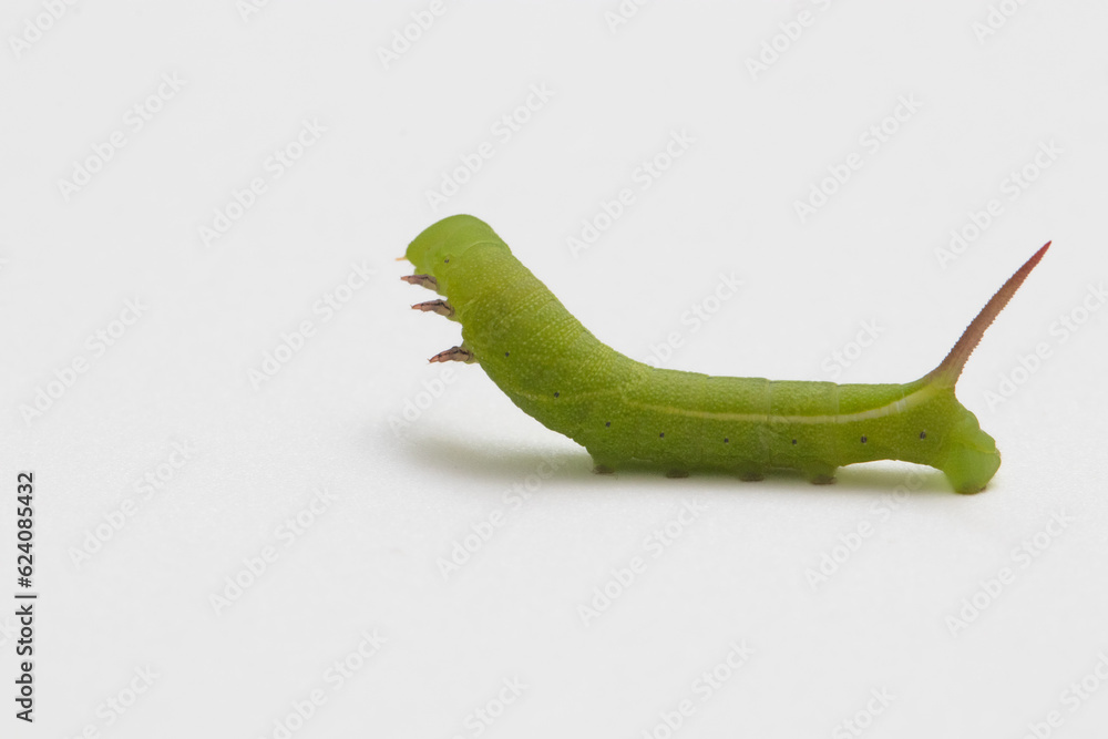 Obraz premium Green worm is walking on white background with selective focus.