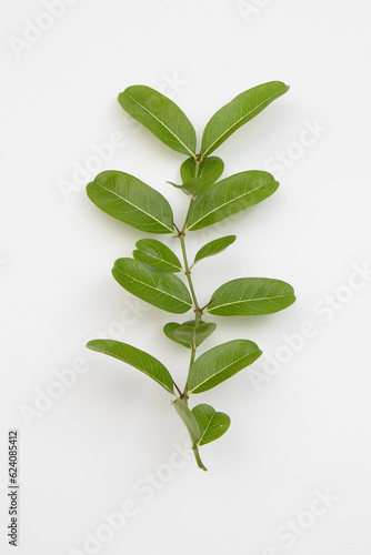 leaf or green leaf on white background.