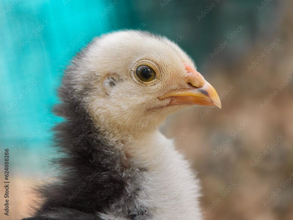 Close up of new born chick isolated on blurred background