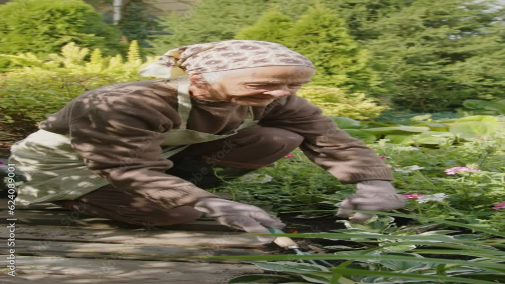 Vertical shot of senior woman spending sunny day working in backyard garden scratching ground around plants using hand rake Vertical shot of senior woman spending sunny day working in backyard garden scratching ground around plants using hand rake