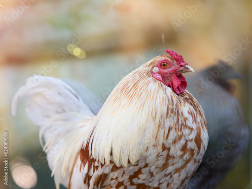 White rooster on the farm