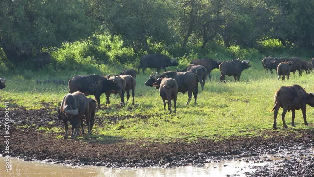 African of Cape buffalo (Syncerus caffer) herd at a muddy waterhole, Mokala National Park, South Africa African of Cape buffalo (Syncerus caffer) herd at a muddy waterhole, Mokala National Park, South Africa