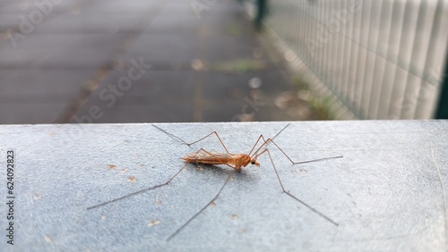 A large mosquito stands on a shiny metal bench photo