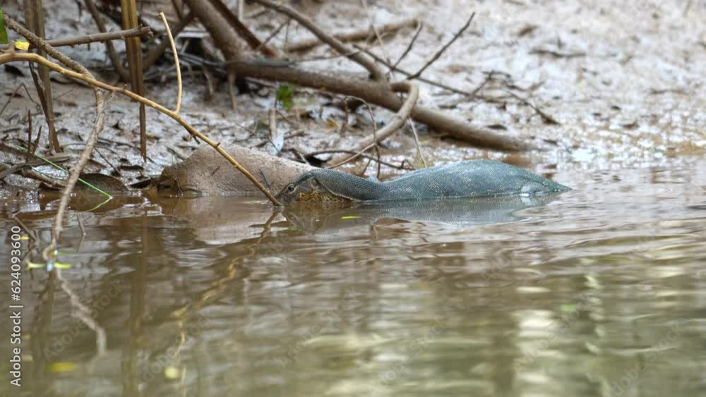 A small lizard reptile is swimming in mangrove forest environment. Animal wildlife in nature 4k footage. A small lizard reptile is swimming in mangrove forest environment. Animal wildlife in nature 4k footage.