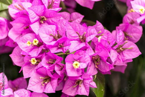 bougainvillea flower on the tree