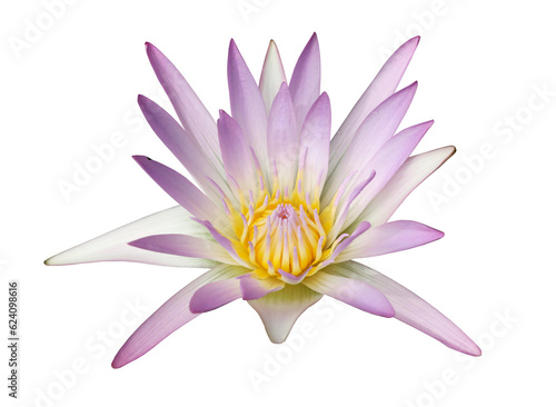 Violet water lily on transparent background.  PNG File 