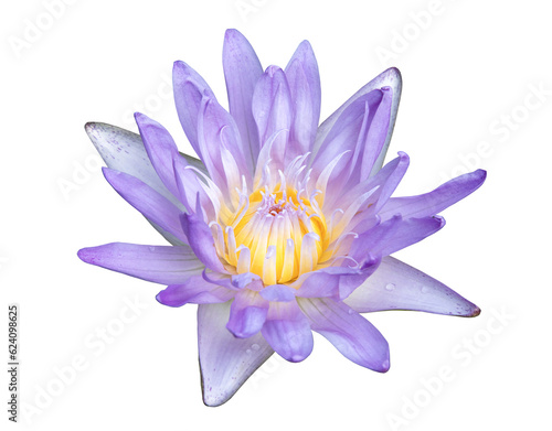 Violet water lily on transparent background.  PNG File 