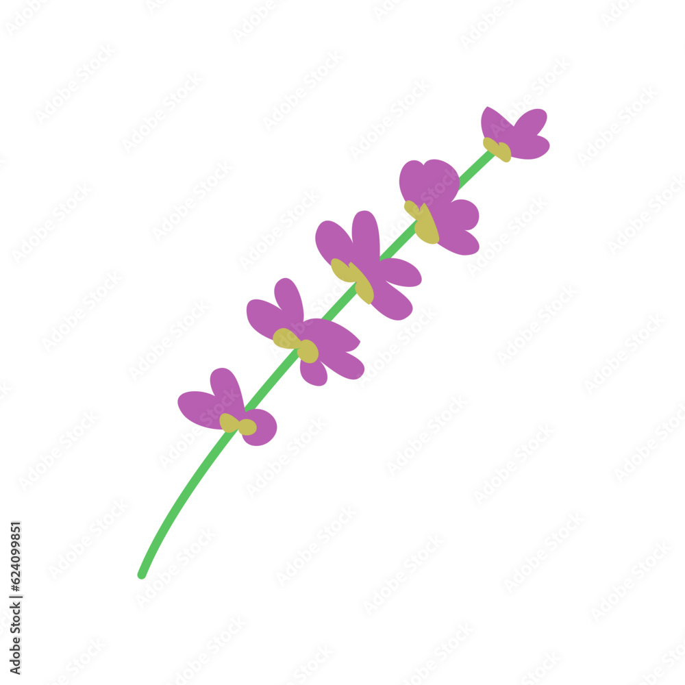Lavender flower closeup. Aroma wild plant. Flora and botany. Flat vector illustration isolated on white background