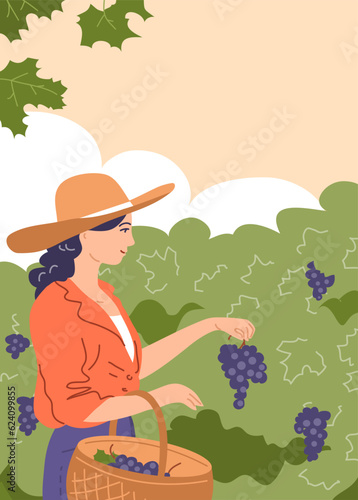 A young beautiful girl collects grapes in a basket. Holding a bunch of grapes in his hand. Green vineyard on the farm. Ripe fruit for wine. Autumn harvest season. Vector illustration