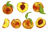 Set of watercolor ripe peaches.Vector graphics.