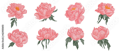 Pink peony watercolor flowers set.Vector graphic.