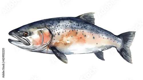 Vector watercolor hand drawn pink salmon.