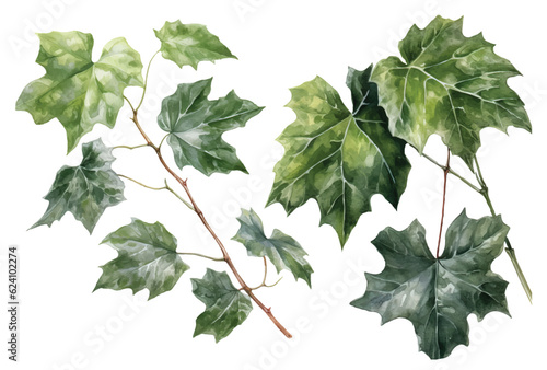 Vector watercolor english ivy fresh grape leaves.