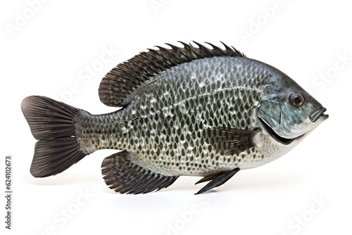 Freshwater Fish Crappie - Isolated on White Background in Profile View - Color Photo. Generative AI