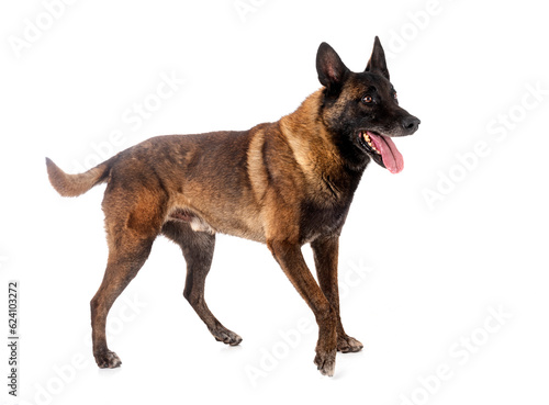 malinois in studio