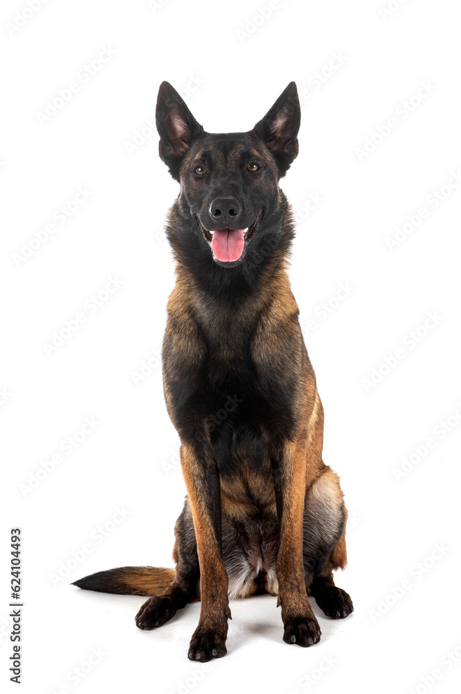 malinois in studio malinois in studio