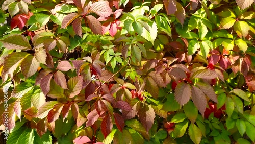 Background of bright leaves of wild grapes swaying in the wind on a sunny autumn day.Colorful foliage fall season background.Leaves of wild,maiden grapes ,victoria creeper.selective focus