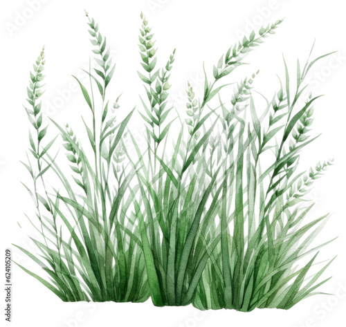 Hand drawn watercolor grass isolated.