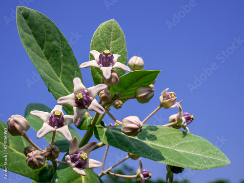 Calotropis gigantea, the crown flower, is a species of Calotropis native to Cambodia, Vietnam, Bangladesh, Indonesia, Malaysia, Thailand, Sri Lanka, India, China, Pakistan, and Nepal photo