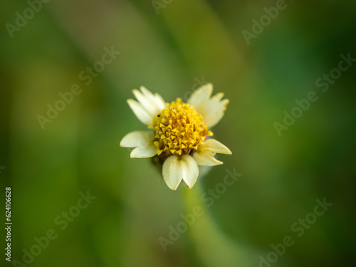 Tridax procumben also known as coatbuttons with blurred background. © Ahmad M.