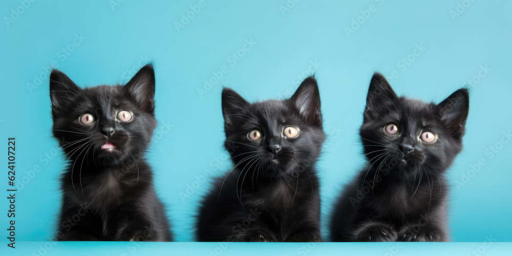 black cat on blue background