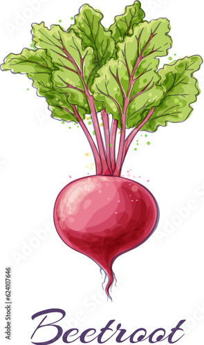 Beet watercolor sketch