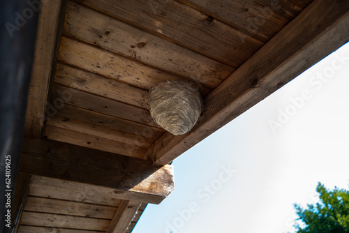 Wasps have built a large wasp nest under a wooden roof
