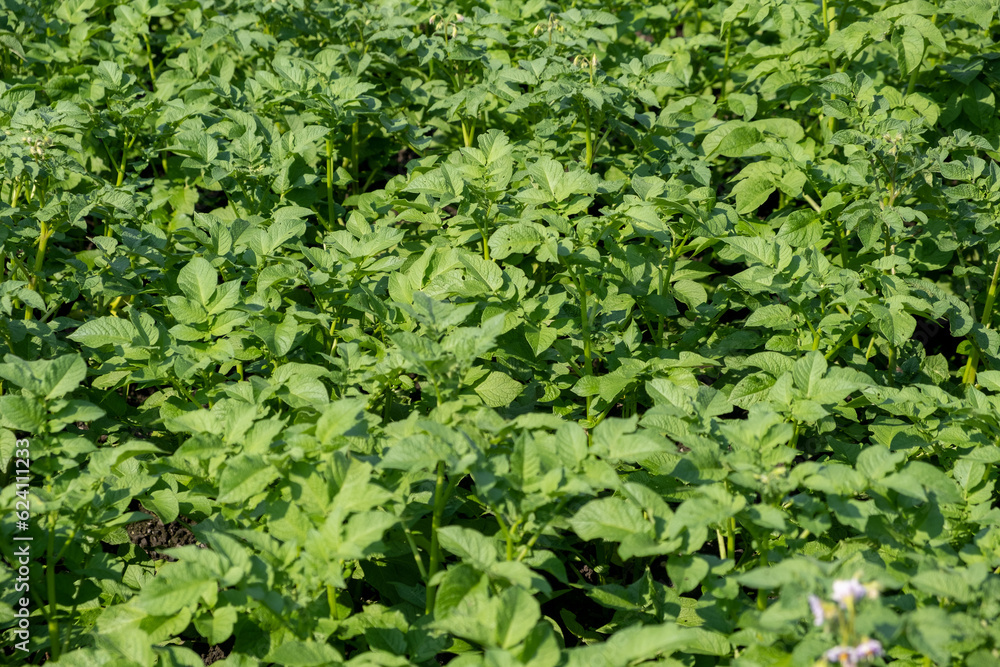 Fototapeta premium Rows of potatoes in the home garden. Preparation for harvesting. potato plants in rows on a kitchengarden farm springtime with sunshine. Green field of potato crops in a row. Growing of potato.