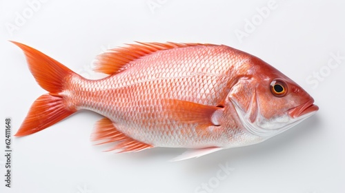 A snapper fish. Top view of Raw fish white snapper on white background. Generative Ai