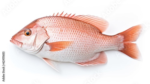 A snapper fish. Top view of Raw fish white snapper on white background. Generative Ai