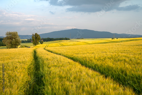 Golden wheat field surrounded by lush green forests and rolling hills