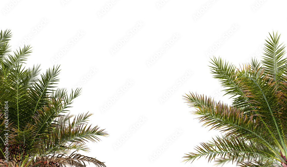 Obraz premium Palm leaves isolated on white 
